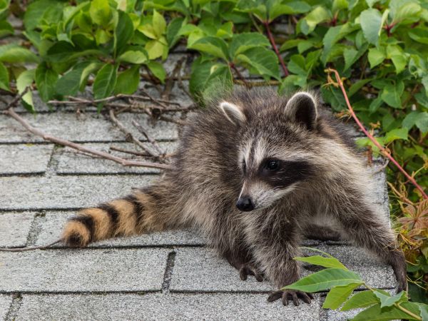 Wasilla Wildlife Removal
