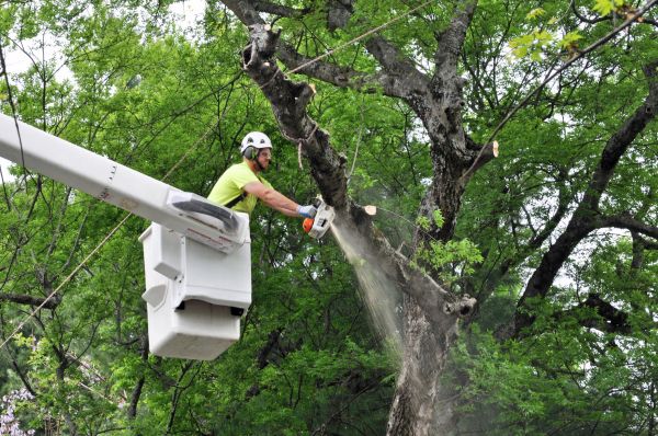 Wasilla Tree Trimming